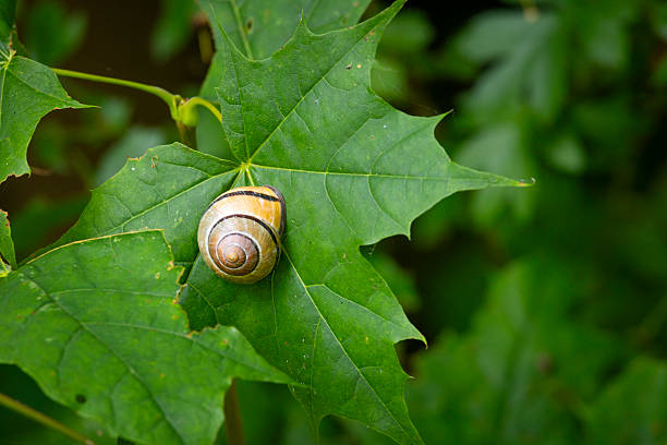 istock A beautiful small garden snail resting on the stalk of a plant. 2249323607