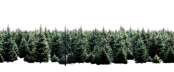 istock Tall coniferous trees in a dense forest isolated on white background 2249324374