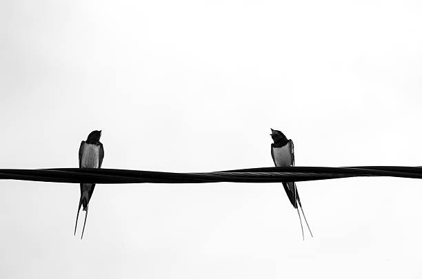 istock A beautiful barn swallow sitting on an electricity wire during overcast summer day. 2249327025