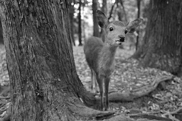istock Deer cub standing in trees, Nara, Japan 2249327879