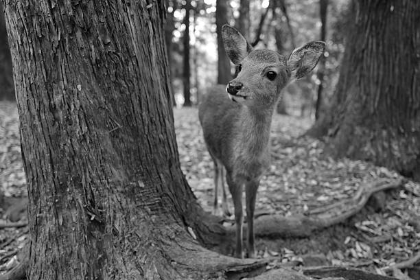 In a dark forest, at a point where daylight barely reaches, three fallow deer stand in silence. One of them is almost completely white, while the others are more in harmony with their surroundings with their spotted fur blending in with nature. Their gazes are alert, their steps are cautious… This photograph reflects both the mysterious and fascinating aspects of nature, while also bringing together a rare harmony and difference in the same frame.