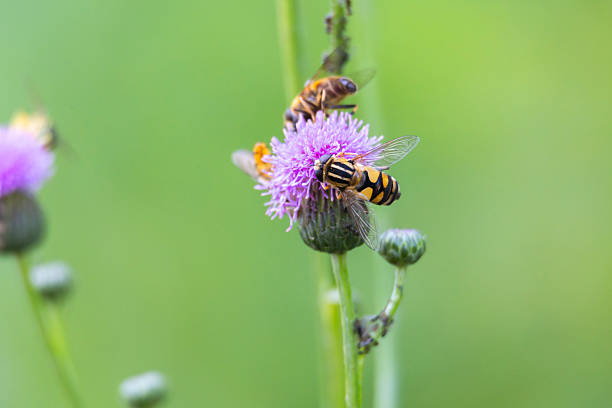 A beautiful bees feeding in a summer flowers in a meadow. A seasonal scenery of Latvia, Europe.