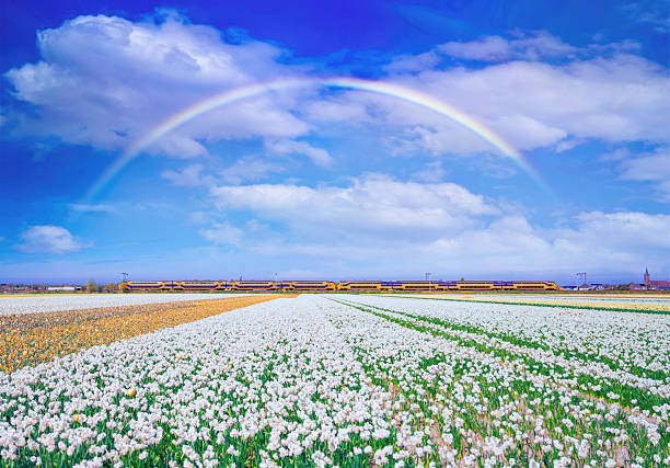 Selective focus. Colorful Tulip Fields in Full Bloom, Netherlands