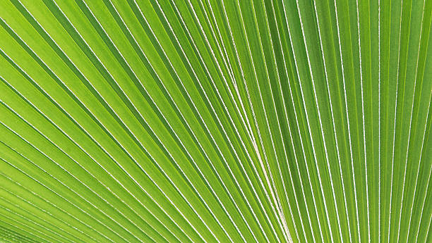 istock Abstract Radiating Pattern of Bright Green Palm Leaf Veins 2249329572