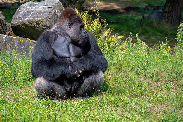 This gorilla is sitting and looking off in contemplation