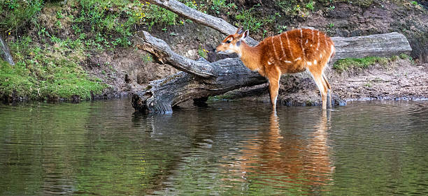 istock Sitatunga Antelope Standing at Water’s Edge in Forest Habitat 2249329663