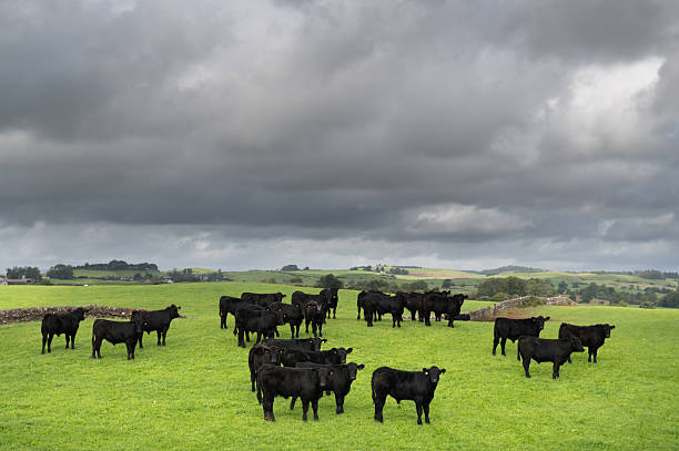 istock Aberdeen Angus beef cattle in a field in Scotland 2249330378