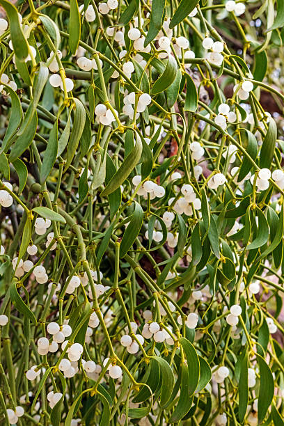istock European mistletoe (Viscum album) close-up with leaves and white berries 2249330410