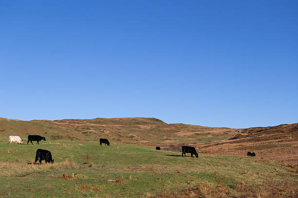 istock Small group of beef cattle grazing in a field 2249330450