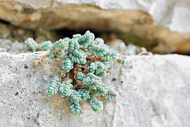 Plant of sedum burnatii or Corsican stonecrop , succulent flowering plant , usually rows among the walls if rural areas