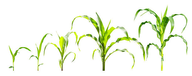 istock Young corn plants shown in progressive growth stages on white background with clipping path, highlighting natural development, agriculture concepts and crop cultivation for farming and educational use 2249331956