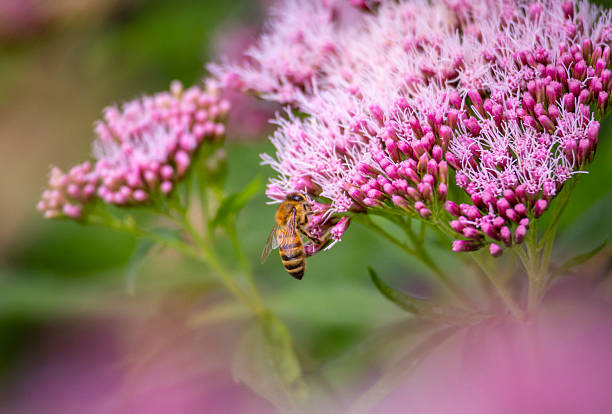 A beautiful honey bee feeding on wild flowers in a summer meadow. A seasonal scenery with insects in rural Latvia, Europe.
