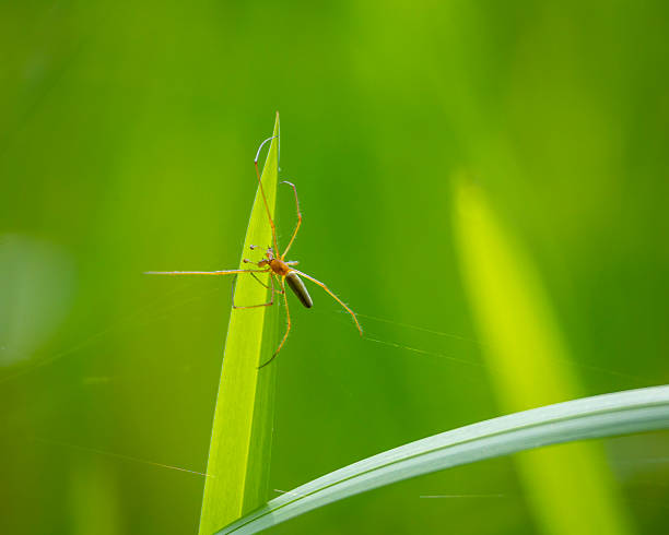 A beautiful small spider sitting on a green leaf in a garden. Seasonal summer scenery in Latvia, Europe.