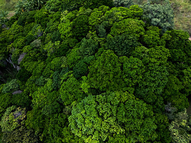 istock dense green forest pau Brazil  fom above. 2249335770