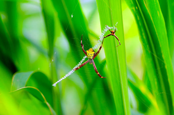 Argiope Spider on its Web in a Green Field