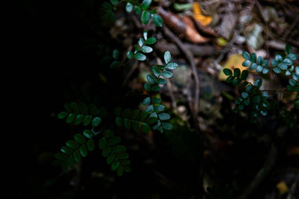 Forest plant on dark ground Pau Brasil
