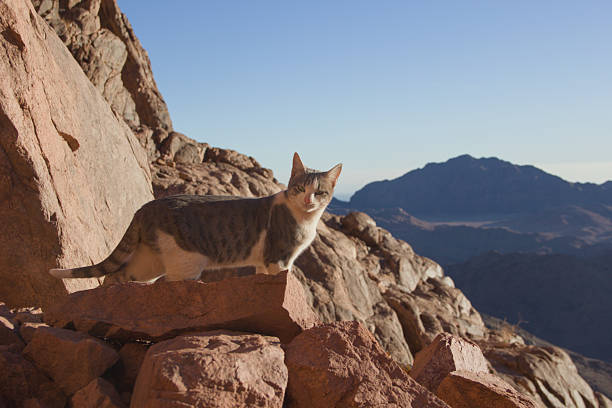 Curious cat standing on rocky stones on a mountain slope with distant desert mountains in the background. Warm morning sunlight, clear sky and natural wilderness atmosphere.