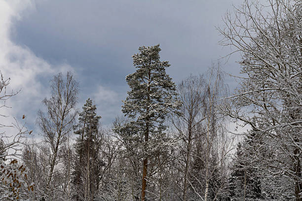 Beautiful pine tree with snow on the branches