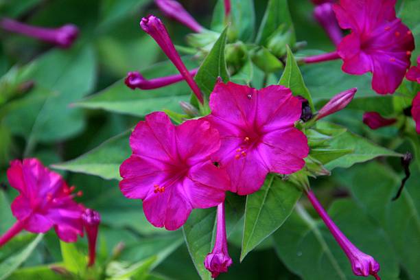 istock wonder flower plant - Mirabilis jalapa 2249339964