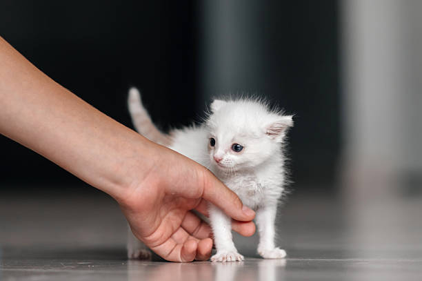 istock Gentle hand holding fluffy white kitten on indoor floor 2249343754