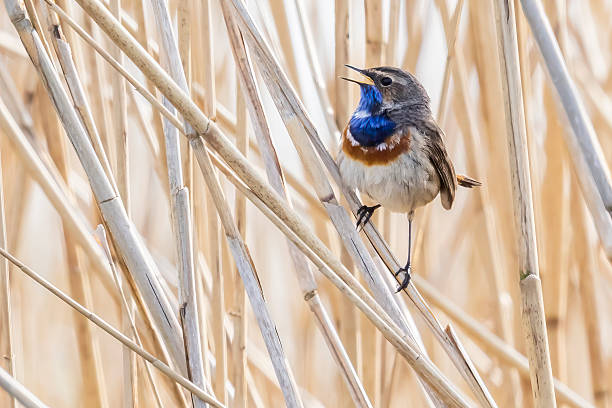 istock Bluethroat singing among reeds in Eempolder, Eemnes, Netherlands during early spring 2249344619
