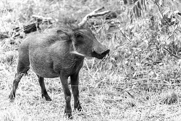 warthog bush pig walking in the bush, wildlife game reserve in Botswana