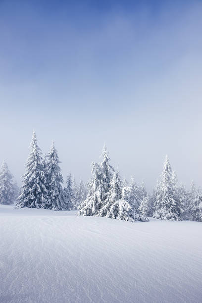 istock Foggy mountain forest with snow covered frozen trees 2249350084