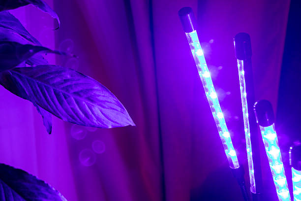 istock an indoor setup using an LED grow light to help houseplants grow. Hobby 2249350421