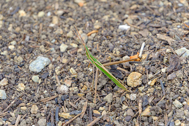 A green and brown long-headed grasshopper camouflaged against the rocky ground.