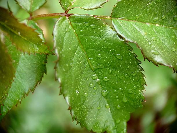 Small raindrops on the green leaves of roses outdoors.Macrophotography.Texture or background.