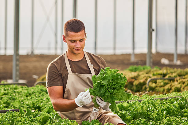 istock Planting without soil, modern farming. 2249359429