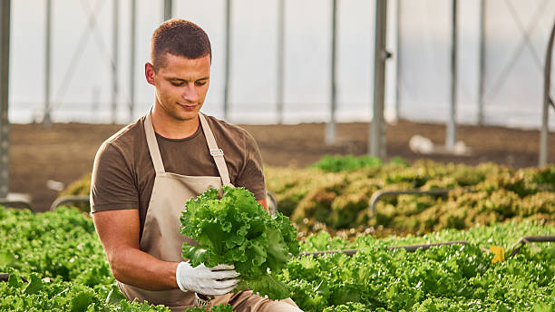 istock Planting without soil, modern farming. 2249359452