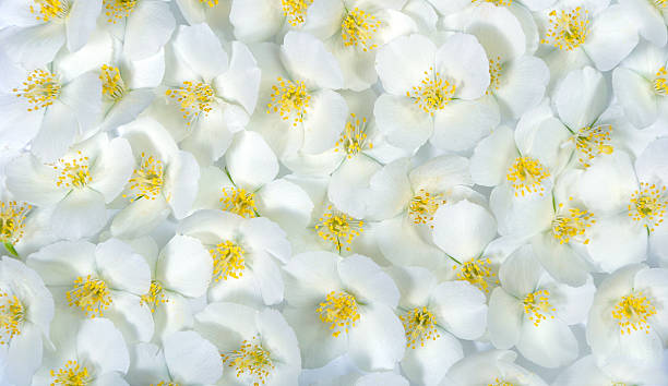 istock jasmine flowers texture background. natural floral background 2249359568