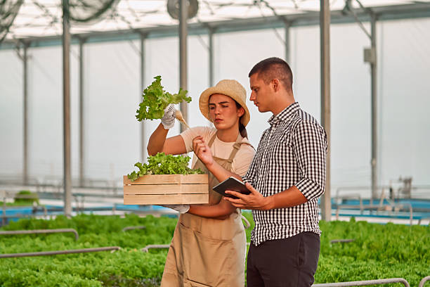 istock Greenhouse aquaponic system, modern farming without soil 2249359937