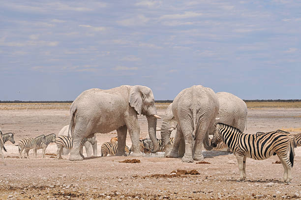 African Elephant walking beside a waterhole, while a large herd of Plains zebra drink fro the opposite side, there is a nice sunset over the african bush
