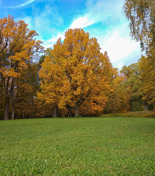 istock Golden autumn tree on green meadow and blue sky horizontal landscape 2249361184