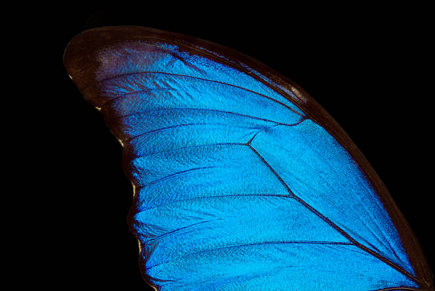 istock Wing of a butterfly Morpho isolated on black 2249361430