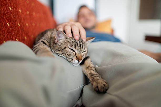 istock Cozy Home Moment with Cat on Lap 2249362655