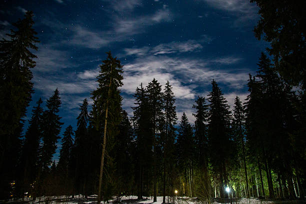 Tall pine trees silhouetted against a dark blue sky with stars and white clouds