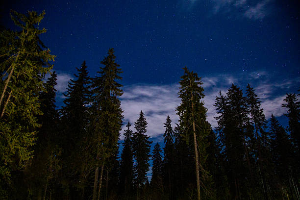 istock Forest trees at night with stars and clouds 2249363189