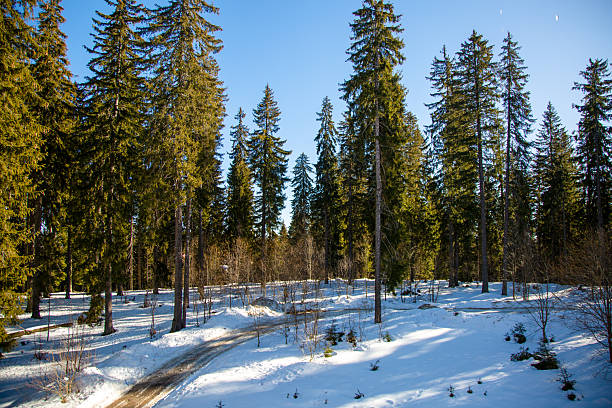 snowy winter road in forest. frosty sunny day