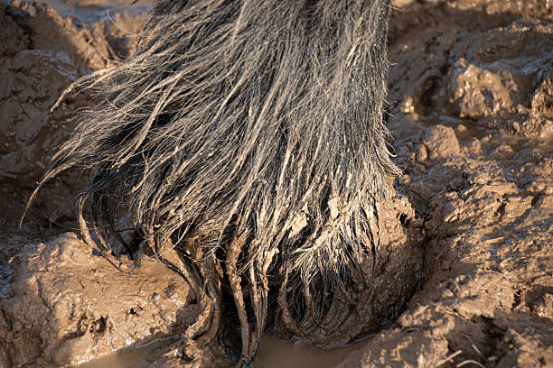 Tired and slightly worn old horse hooves