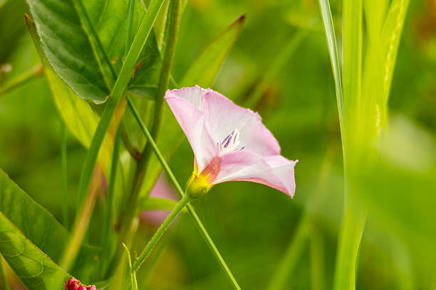 Beautiful pink flowers blooming in a summer meadow. A seasonal scenery of rural Latvia, Europe.