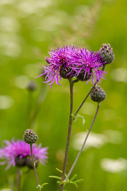 istock Beautiful pink flowers blooming in a summer meadow. 2249364751