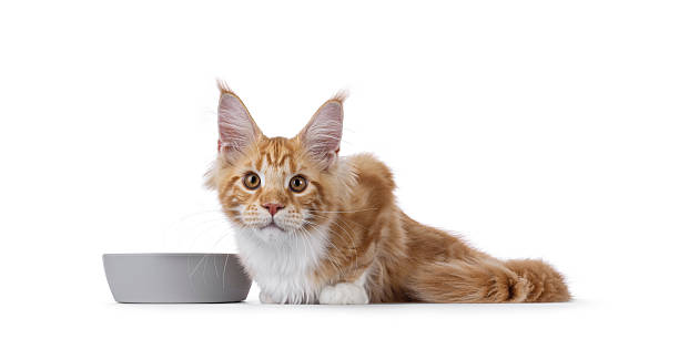 istock Maine Coon cat youngster on white background 2249364790