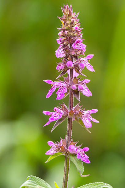 istock Beautiful pink flowers blooming in a summer meadow. 2249364799