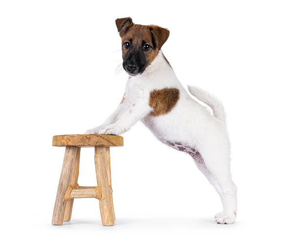 istock Smooth fox terrier dog puppy on white background 2249365041