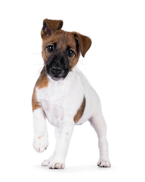 istock Smooth fox terrier dog puppy on white background 2249365079