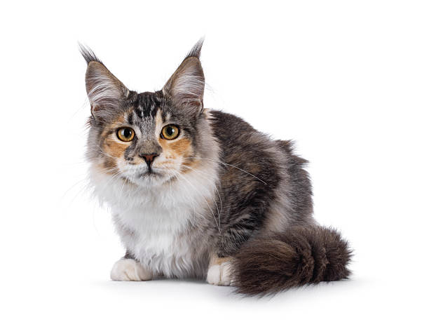 istock Maine Coon cat youngster on white background 2249365329