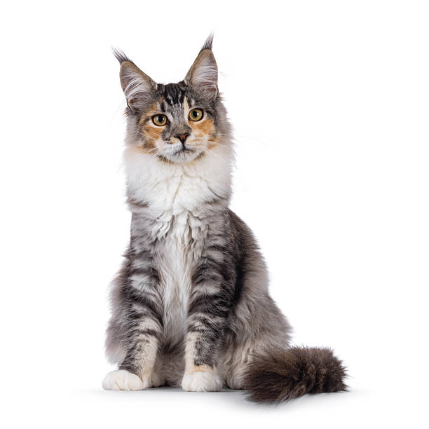 istock Maine Coon cat youngster on white background 2249365400